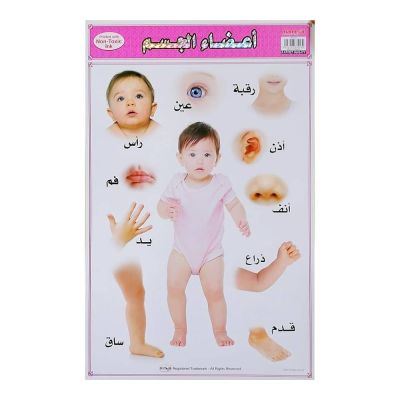 بوستر تعليمي عربي مقاس 49.5*74سم 350جم أعضاء الجسم رقم MA 1109